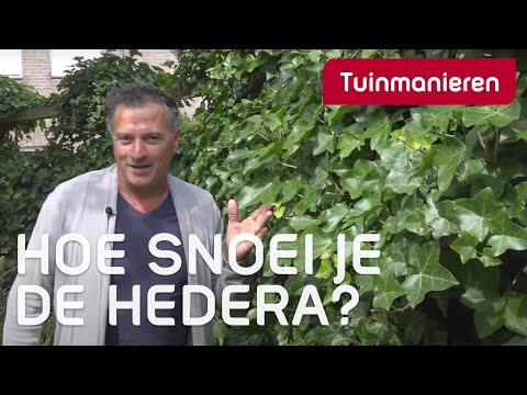 De klimop of Hedera snoeien: Hoe doe je dat? | Tuinmanieren