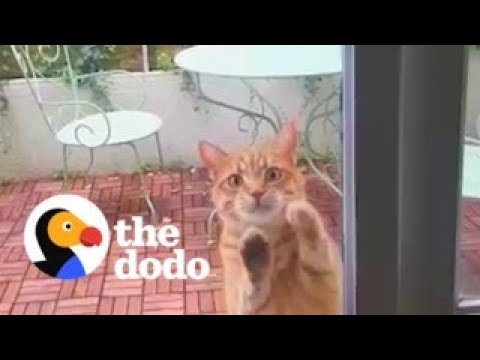 Neighbor's Cat Scratches On Couple's Door Every Day Asking To Come Inside | The Dodo