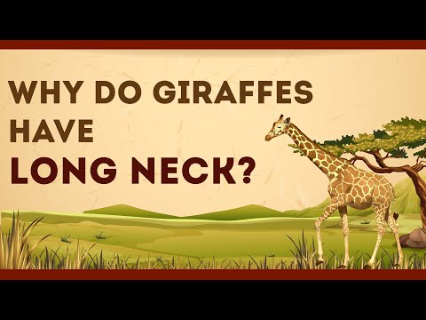 Why do Giraffes have Long Neck? | Science Curiosity | Letstute