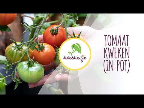 Tomaten kweken (in pot) | Tomaten zaaien, uitplanten en oogsten