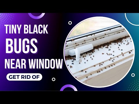 Tiny Black Bugs In House Near Window (How To Get Rid Of Them) - Top Repellents