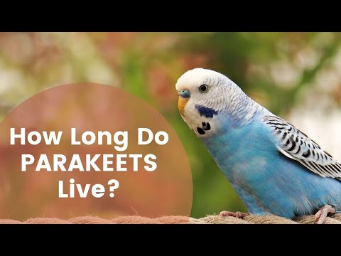 Parakeets' Average Life Expectancy | How Long Do Parakeets Live?