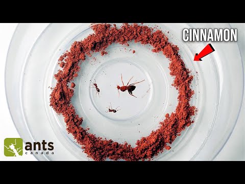 Which of these NATURAL INGREDIENTS Keeps Ants Out of Your Home? (Experiment)