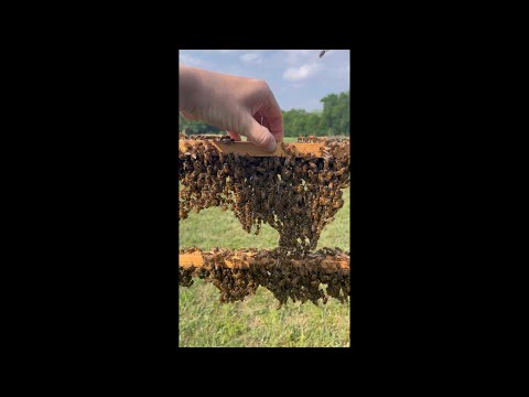 How Bees Build Their Hive