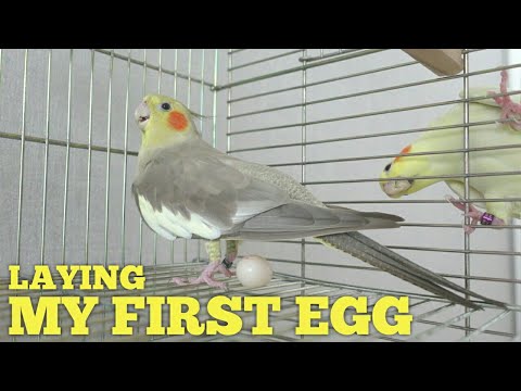 Cockatiel LAYING AN EGG For The FIRST TIME At The Age Of 2.7 🤗 Pregnant Cockatiel Behavior