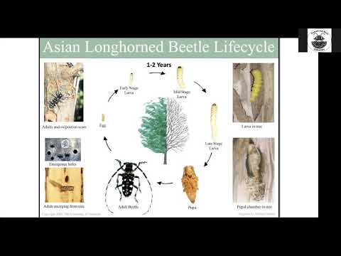 Asian Longhorned Beetle: Everything You Need to Know in 30 Minutes