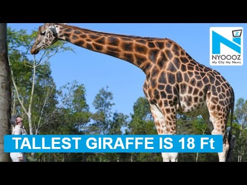 This is the world’s TALLEST giraffe who also holds Guinness World Record