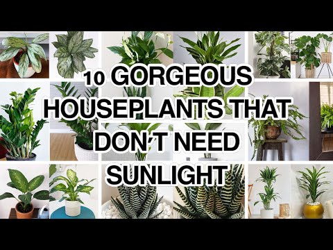 10 of The Best Indoor Plants that don’t Need Sunlight