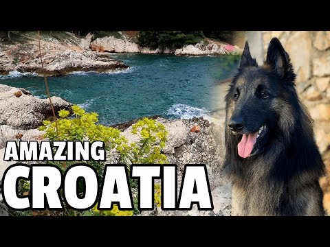 Dog Friendly Family Vacation in Croatia | Traveling in Europe  with Belgian Shepherd