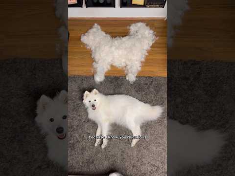 HOW MUCH does a SAMOYED shed?! 🐻‍❄️ A day in the life of a Samoyed - Grooming edition✨#dog #shorts