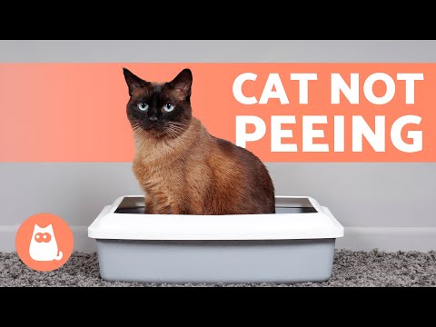 My CAT CANNOT URINATE 🐱 (Why and What to DO)