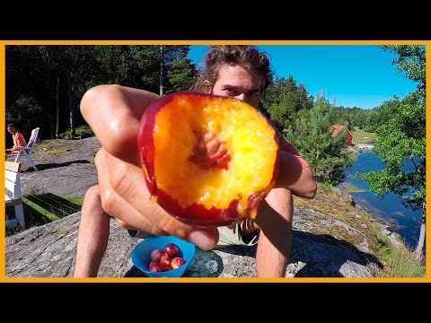 HOW TO SELECT A GOOD RIPE NECTARINE OF THE HIGHEST QUALITY