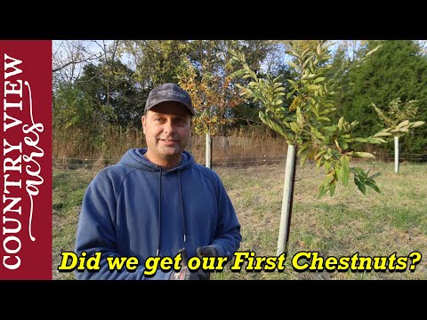 Five years growing Chestnut trees from Seed.   We just got our First Chestnut Burrs.