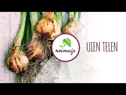 Ui planten | ui kweken | ui poten in de moestuin