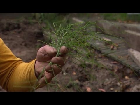 Onkruid bestrijden - EIGEN HUIS & TUIN