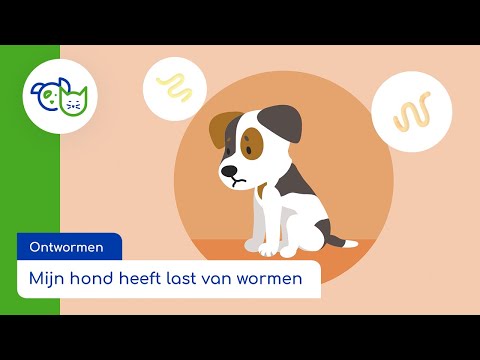 Ontwormen | Mijn hond heeft last van wormen