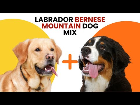 Labrador Bernese Mountain Dog Mix AKA Labernese