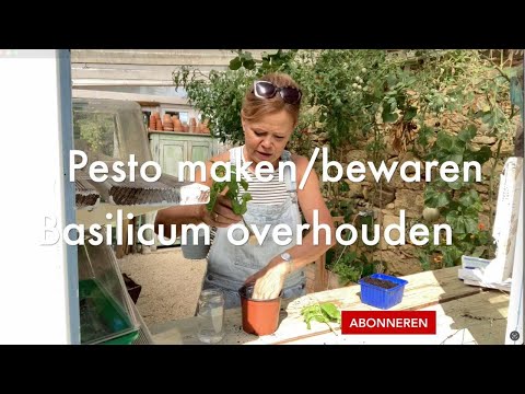 Ini's Moestuin #160  Pesto maken, bewaren  en basilicum overhouden.  Composteren & wat is mislukt?