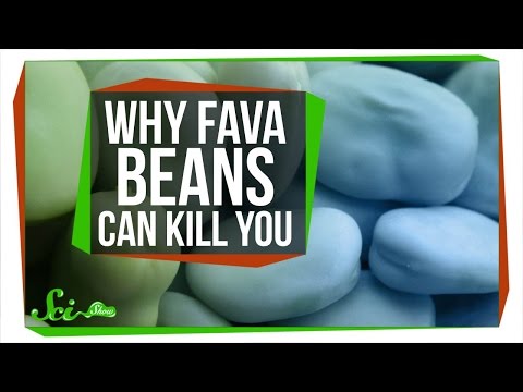 Why Fava Beans Can Kill You