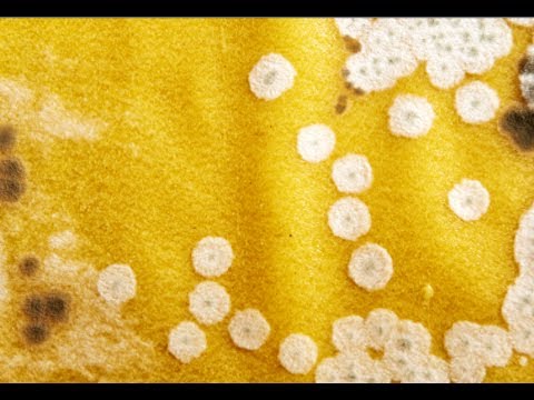 How to Remove Mildew from Fabric - Mildew And Mold Removal