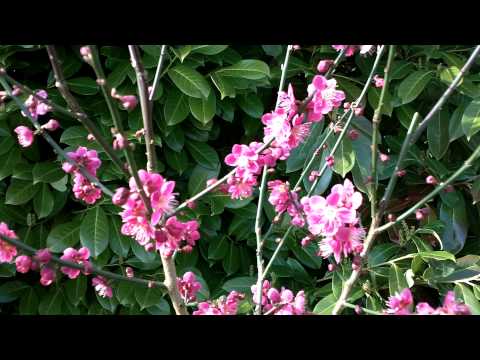 Prunus mume Beni-chidori