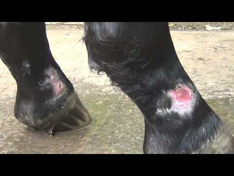 Treating horse leg wounds ..This video shows the wounds as they healed with our treatment ..